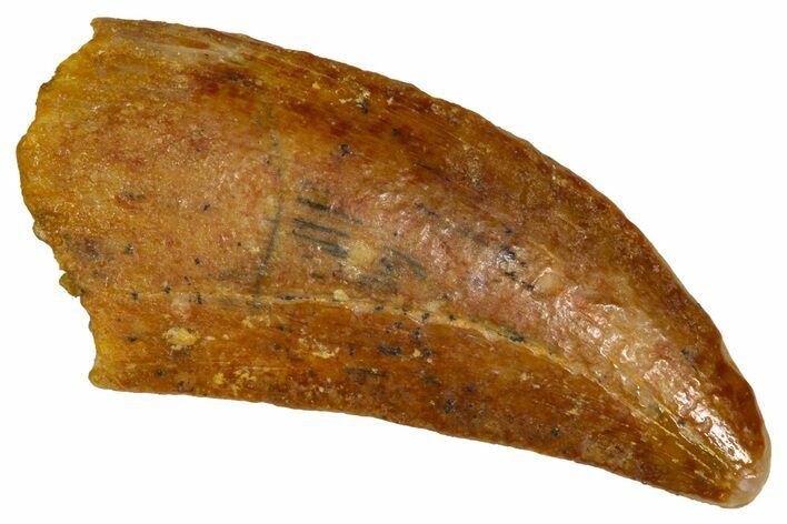 Serrated Raptor Tooth - Real Dinosaur Tooth #376808